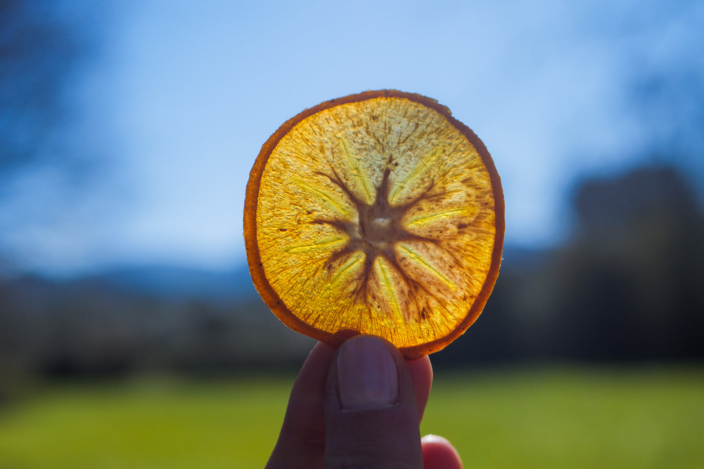 Dehydrated persimmons